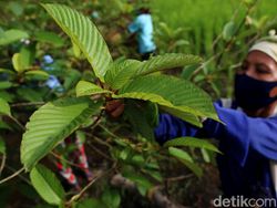 BNN Tegaskan Kratom Masuk Narkotika, Kalbar Ekspor ke Belanda