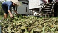 Potret Tanaman Kratom Masuk Narkotika yang Diekspor Kalbar ke Belanda