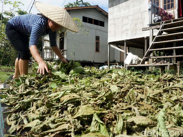 Potret Tanaman Kratom Masuk Narkotika yang Diekspor Kalbar ke Belanda