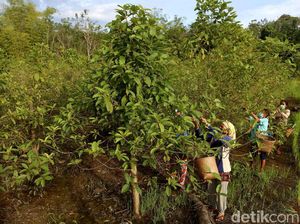 Ini Tanaman Kontroversial yang Dicap Lebih Cuan dari Sawit dan Karet