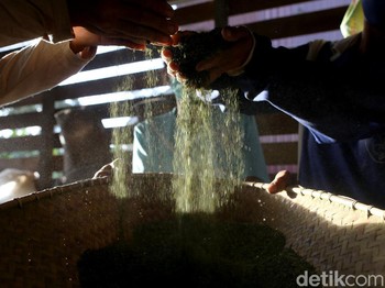 Harta Terlarang Itu Bernama Kratom