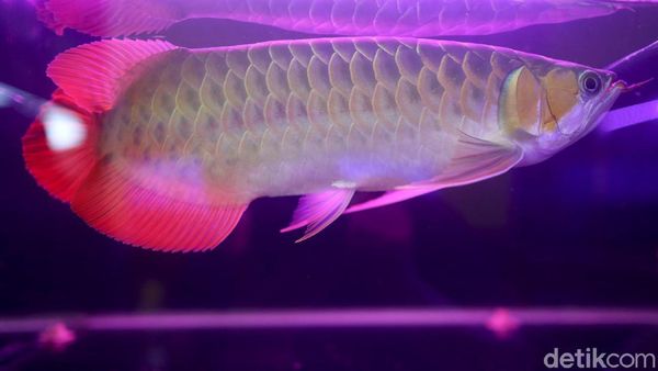 Menggiurkan! Pengusaha Arwana Ini Raup Cuan Ratusan Juta Pertahun