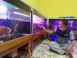 Pelihara Si Cantik Golden Red, Salurkan Hobi Sekaligus Investasi