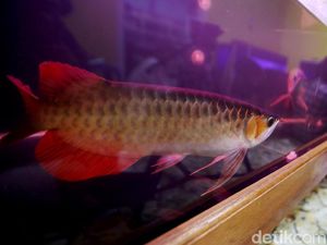 Polisi Usut Dugaan Korupsi Pengadaan Ikan Arwana Rp 4,5 M di Kapuas Hulu