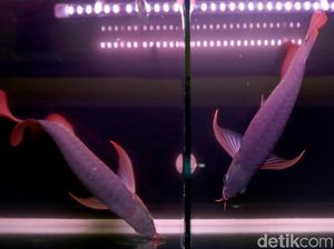 Bisnis Si Cantik Golden Red, Bisa Lebih Cuan dari Emas Batangan