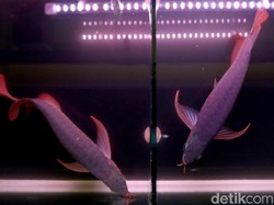 Bisnis Si Cantik Golden Red, Bisa Lebih Cuan dari Emas Batangan