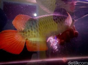 Daftar 20 Ikan Bersirip Dilindungi Negara, Jangan Main Tangkap!