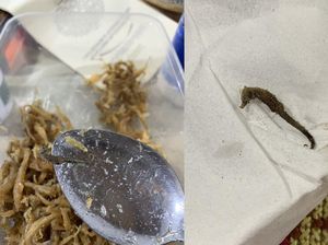 Ngakak! Lagi Makan Teri Malah Dapet Bonus Kuda Laut Ngakak! Lagi Makan Teri Malah Dapet Bonus Kuda Laut