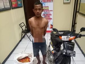 Harga Selangit Bikin Residivis Ini Nekat Curi Cabai yang Baru Saja Dipanen