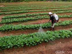 2.240 Peserta Lolos Jadi Petani Milenial Jabar, Lahannya Sudah Siap?