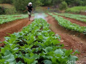 Dimulai Maret, Pemprov Jabar Masih Siapkan Lahan Program Petani Milenial