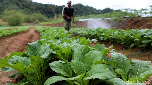Petani Milenial Ini Hasilkan Rp 50 Juta Sekali Panen