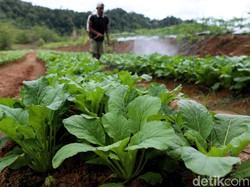 Program Petani Milenial Digeber, Bisa Raup Rp 20 Juta/Bulan