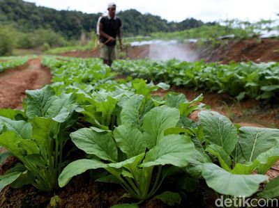 Petani Milenial Ini Hasilkan Rp 50 Juta Sekali Panen