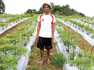 Milenial Didorong Ambil Peluang Kembangkan Sektor Pertanian Modern