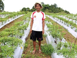 Milenial Didorong Ambil Peluang Kembangkan Sektor Pertanian Modern