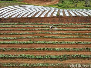Jumlah Pendaftar Petani Milenial Capai 9 Ribu, Ada dari Luar Jabar