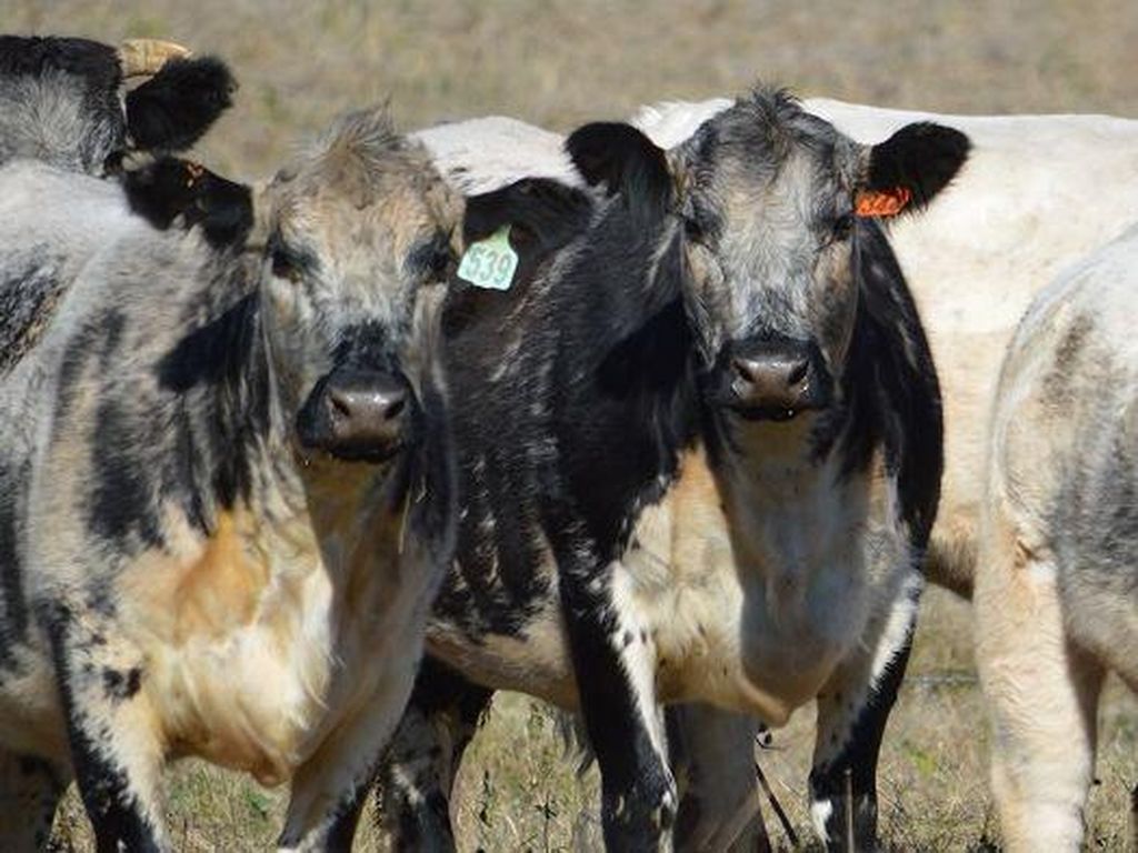 Saat Ini Harga Daging di Australia Jadi yang Termahal di Dunia. Ini Alasannya Saat Ini Harga Daging di Australia Jadi yang Termahal di Dunia. Ini Alasannya