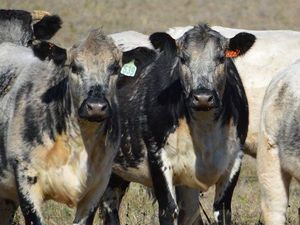 Saat Ini Harga Daging di Australia Jadi yang Termahal di Dunia. Ini Alasannya Saat Ini Harga Daging di Australia Jadi yang Termahal di Dunia. Ini Alasannya