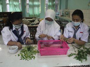 Daun Kelor dan Meniran Antar Siswa SMAN 3 Sidoarjo Juarai KIR Internasional Daun Kelor dan Meniran Antar Siswa SMAN 3 Sidoarjo Juarai KIR Internasional