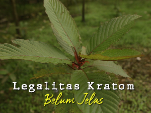 Pro-Kontra Daun Kratom, Komoditas Petani Kapuas Hulu yang Tuai Kontroversi