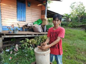 Jatuh Bangun Usaha Kratom Warga Putussibau Kini Raup Rp 30 Juta/Bulan