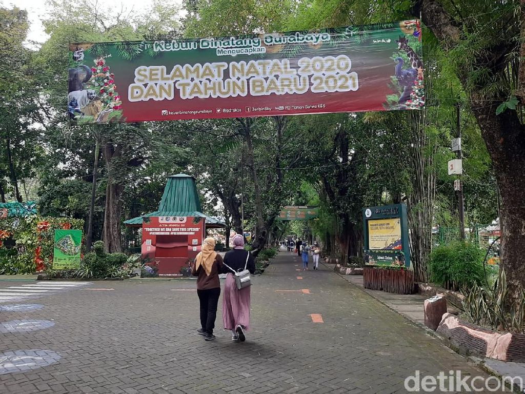 Hindari Kerumunan Saat Libur Nataru, KBS Berlakukan 5 Ribu Pengunjung Hindari Kerumunan Saat Libur Nataru, KBS Berlakukan 5 Ribu Pengunjung