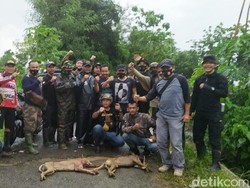 Buru Pemangsa Kambing di Kuningan, Petugas Tembak Mati 6 Anjing Liar