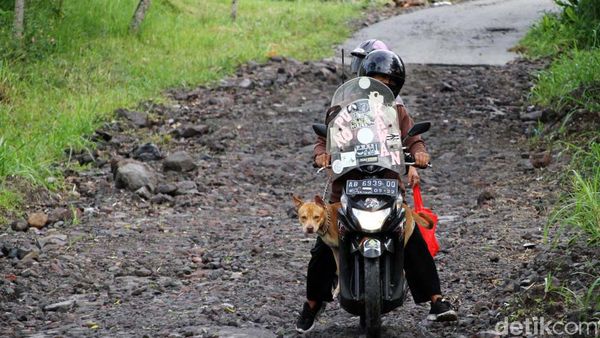 Daya Pikat Merapi dan Anjing Kesayangan