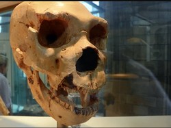 Manusia Purba Diduga Hibernasi Saat Musim Dingin Seperti Beruang