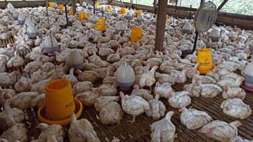 Pakan Mahal-Harga Ayam Tak Stabil, Peternak Minta Ini ke Pemerintah