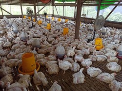Puluhan Ayam Ternak Mati Mendadak, Dispernakan KBB: Negatif Flu Burung
