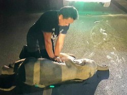 Viral Video Anak Gajah Hidup Lagi Usai Tertabrak Motor