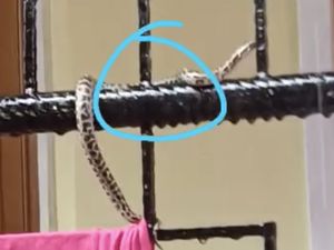 Potret Ngeri 17 Ekor Anak Ular Piton di Rumah Warga Makassar