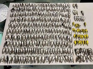 Misteri Kematian Massal Ratusan Ribu Burung Terkuak