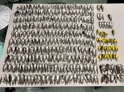 Misteri Kematian Massal Ratusan Ribu Burung Terkuak