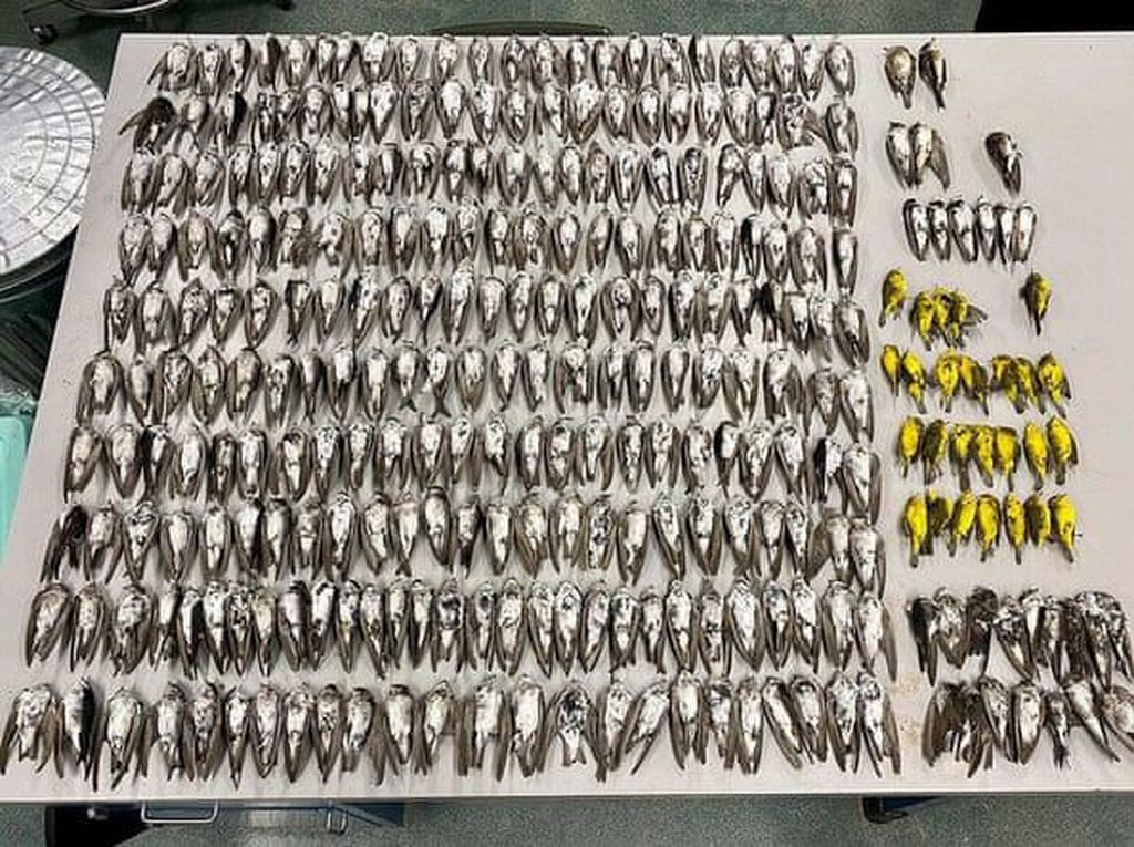 Misteri Kematian Massal Ratusan Ribu Burung Terkuak Misteri Kematian Massal Ratusan Ribu Burung Terkuak