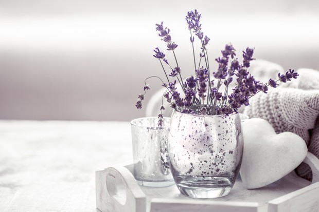 Lavender adalah tanaman yang sangat terkenal mampu mengusir nyamuk. Sebab, Lavender memiliki aroma yang harum bagi manusia namun sangat dibenci oleh nyamuk.