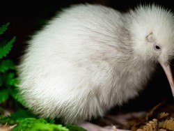 Manukura, Kiwi Putih Langka yang Menginspirasi Buku Anak-anak Akhirnya Mati