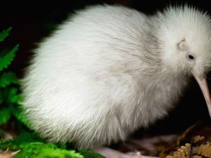 Manukura, Kiwi Putih Langka yang Menginspirasi Buku Anak-anak Akhirnya Mati Manukura, Kiwi Putih Langka yang Menginspirasi Buku Anak-anak Akhirnya Mati