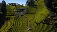Terbius Pesona Kebun Teh Moriuchi di Jepang