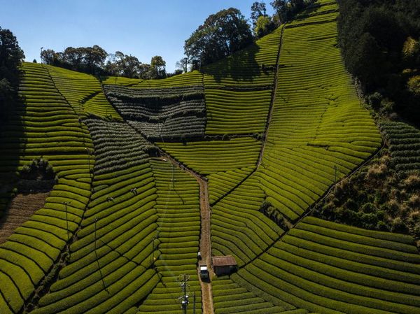 Terbius Pesona Kebun Teh Moriuchi di Jepang