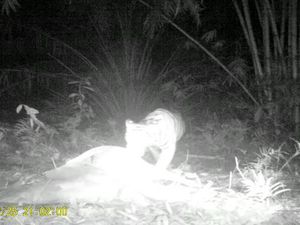 Geger Teror Harimau di Sumut Pemangsa Ternak