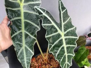 Tips Agar Daun Tanaman Hias Mengkilap dan Bersih dengan Bahan Alami