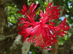 Pengertian Siklus Karbon pada Tumbuhan dan Prosesnya