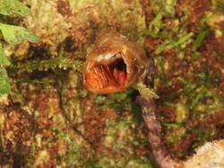 Ditemukan! Anggrek Sangat Jelek Sampai Kerabat Dekat Bluberry di Papua