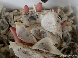 Kacau! Ada Eksportir Nakal Ekspor Sarang Burung Walet Over Kuota