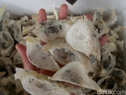 Kacau! Ada Eksportir Nakal Ekspor Sarang Burung Walet Over Kuota