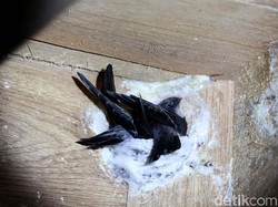 Sarang Burung Walet di Labuan Bajo Dipungut Pajak 10% Mulai 2024