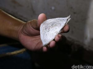 Selain China, Ini Negara Tujuan Ekspor Sarang Burung Walet